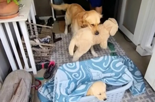 Illustration de l'article : La réaction de ce Golden Retriever devant le nouveau membre de sa famille a fait fondre le cœur des internautes (vidéo)