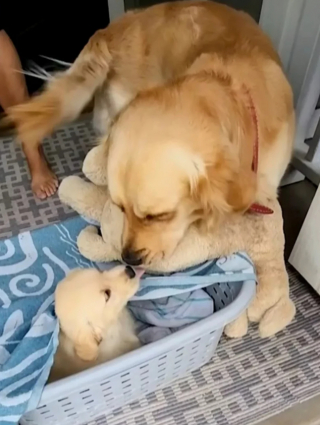Illustration de l'article : La réaction de ce Golden Retriever devant le nouveau membre de sa famille a fait fondre le cœur des internautes (vidéo)