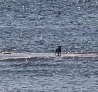 Illustration de l'article : Piégée par la marée montante sur un banc de sable, une petite femelle Bouledogue Français reçoit l’aide providentielle de 2 paddleboarders