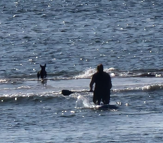 Illustration de l'article : Piégée par la marée montante sur un banc de sable, une petite femelle Bouledogue Français reçoit l’aide providentielle de 2 paddleboarders