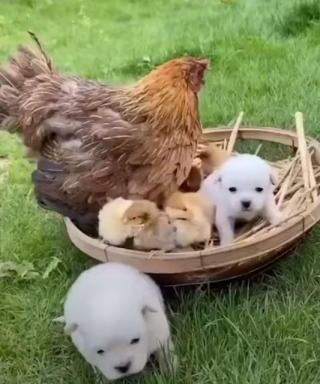 Illustration de l'article : Ces 2 adorables chiots trouvent une mère adoptive pour le moins inattendue et forment une famille recomposée plutôt insolite (vidéo)