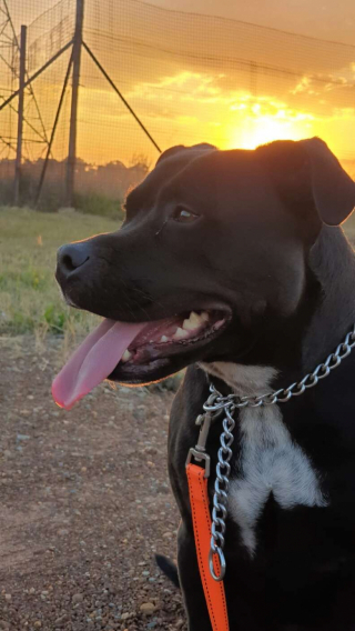 Illustration de l'article : En voyant son frère canin tomber dans la piscine, une chienne American Staffordshire Terrier a une réaction héroïque (vidéo)