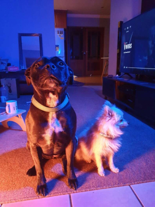 Illustration de l'article : En voyant son frère canin tomber dans la piscine, une chienne American Staffordshire Terrier a une réaction héroïque (vidéo)