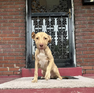Illustration de l'article : Ce chiot errant s’est présenté devant la bonne maison pour le sortir de la fâcheuse situation dans laquelle il se trouvait