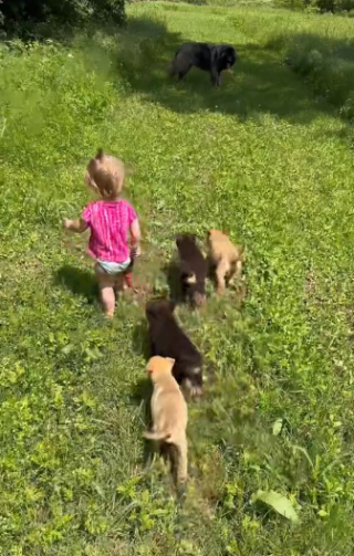 Illustration de l'article : La merveilleuse histoire d’amitié entre River, une petite fille d’un an et demi, et 4 chiots abandonnés (vidéo)