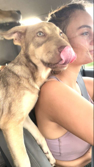 Illustration de l'article : Effrayée et agressive, cette chienne abandonnée sur une plage refuse l’aide d’inconnus qui souhaitent la secourir