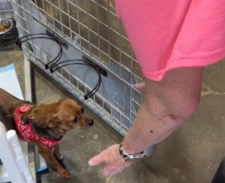 Illustration de l'article : Winnie Mae, une chienne Chihuahua très anxieuse, se métamorphose en prenant conscience qu’elle est enfin aimée et en sécurité (vidéo)