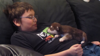 Illustration de l'article : L’adorable scène d’un chiot Husky qui apprend à hurler avec son jeune propriétaire attendrit tout Internet (vidéo)
