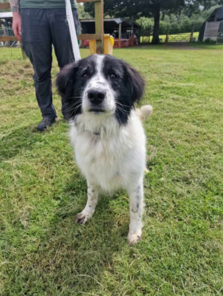 Illustration de l'article : Malgré leurs efforts, les bénévoles ne parviennent pas à trouver d’adoptants pour ce chien pourtant parfait