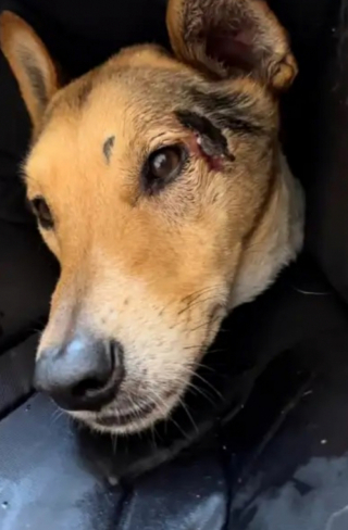 Illustration de l'article : Les vacances virent au cauchemar pour cette famille qui perd son chien lors d’un road trip