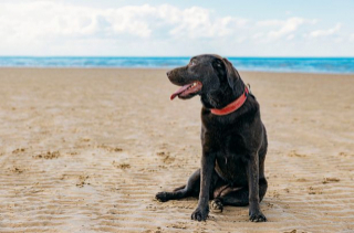 Illustration de l'article : Les vétérinaires déconseillent de promener les chiens sur le front de mer par temps venteux