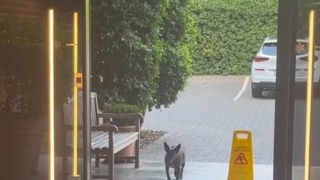 Illustration de l'article : Découvrez comment cette chienne adoptée par le personnel d’un hôtel, prend son rôle d’hôtesse très au sérieux