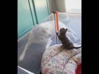 Illustration de l'article : L’instinct maternel de cette chienne la pousse à veiller sur ce chaton comme s’il s’agissait de son propre petit