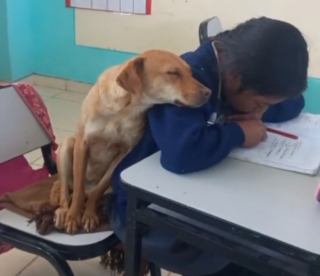 Illustration de l'article : Le tendre moment entre une écolière et une chienne refugiée dans sa salle de classe fait sensation en ligne (vidéo)