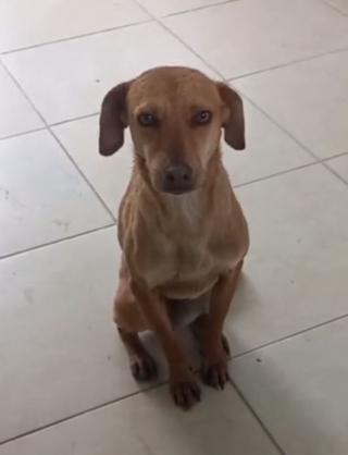 Illustration de l'article : Le tendre moment entre une écolière et une chienne refugiée dans sa salle de classe fait sensation en ligne (vidéo)