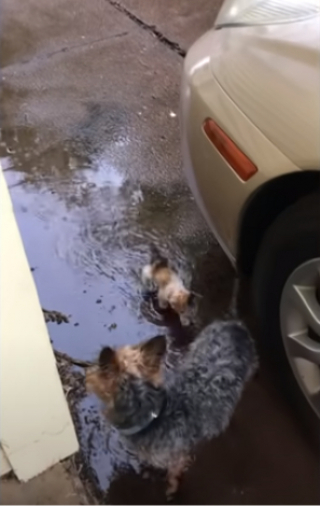 Illustration de l'article : Le sauvetage d’un chaton transi de froid, grâce à un bon samaritain à 4 pattes (vidéo)