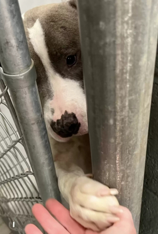 Illustration de l'article : La touchante histoire d’Eden, la chienne Pitbull qui a été retrouvée abandonnée sous un arbre