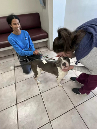 Illustration de l'article : La touchante histoire d’Eden, la chienne Pitbull qui a été retrouvée abandonnée sous un arbre