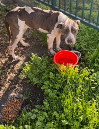 Illustration de l'article : La touchante histoire d’Eden, la chienne Pitbull qui a été retrouvée abandonnée sous un arbre