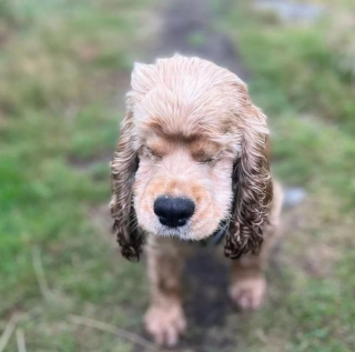 Illustration de l'article : L’histoire émouvante de Pamela, une chienne Cocker Anglais aveugle, saisie dans une usine à chiots