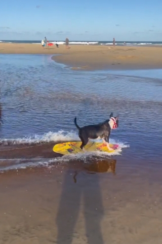 Illustration de l'article : Le bonheur contagieux d'un Bull Terrier adepte du skimboard