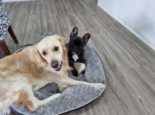 Illustration de l'article : Faites connaissance avec Buddy, le Golden Retriever qui a occasionné plus de 9 000 € de dégâts dans la maison de ses maîtres