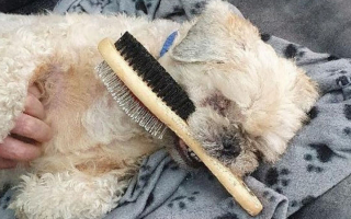 Illustration de l'article : Faites connaissance avec Morris, le Shih Tzu tombé amoureux de sa brosse de toilettage