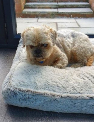 Illustration de l'article : Faites connaissance avec Morris, le Shih Tzu tombé amoureux de sa brosse de toilettage