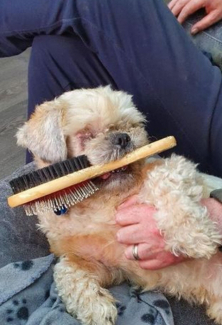 Illustration de l'article : Faites connaissance avec Morris, le Shih Tzu tombé amoureux de sa brosse de toilettage