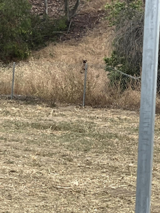 Illustration de l'article : Ce chien errant abandonné le long de l’autoroute n’avait qu’un jouet pour seul ami