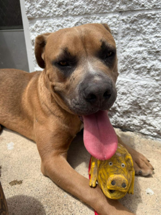 Illustration de l'article : Ce chien errant abandonné le long de l’autoroute n’avait qu’un jouet pour seul ami