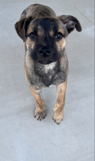 Illustration de l'article : L’abandon déchirant en pleine nuit d’une petite chienne se transforme en une belle histoire de sauvetage grâce à 2 frères généreux (vidéo)