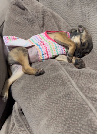 Illustration de l'article : L’abandon déchirant en pleine nuit d’une petite chienne se transforme en une belle histoire de sauvetage grâce à 2 frères généreux (vidéo)