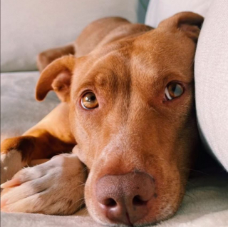 Illustration de l'article : Ayant toujours vécu en appartement, une femelle Pitbull explose de joie en découvrant sa nouvelle maison avec jardin (vidéo)