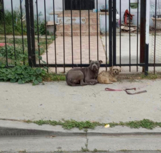 Illustration de l'article : Thelma et Louise, 2 chiennes abandonnées mais inséparables, se soutiennent dans l’espoir d’être un jour recueillies