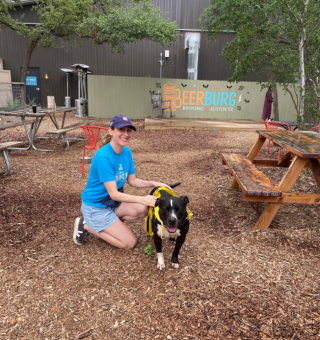 Illustration de l'article : Après plus de 500 jours passés au refuge, Drogo le Pitbull désespère de trouver une famille