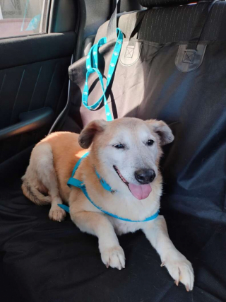 Illustration de l'article : Il aura fallu 11 années d’attente avant que ce chien trouve une nouvelle famille pour la vie 