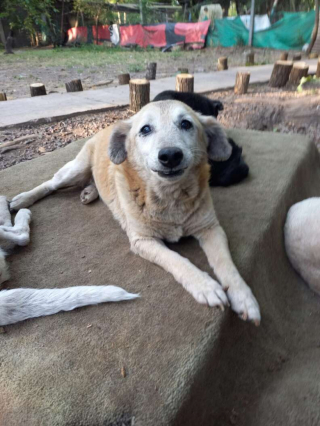 Illustration de l'article : Il aura fallu 11 années d’attente avant que ce chien trouve une nouvelle famille pour la vie