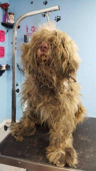 Illustration de l'article : Pour sauver ce chien prisonnier de ses poils, cette toiletteuse ouvre son cabinet en pleine nuit 