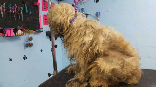 Illustration de l'article : Pour sauver ce chien prisonnier de ses poils, cette toiletteuse ouvre son cabinet en pleine nuit 