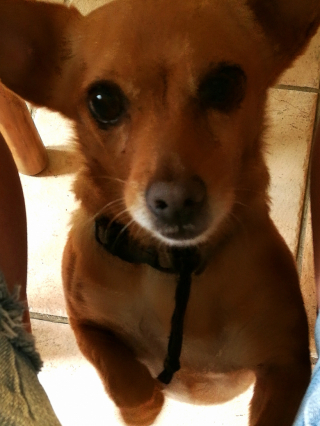 Illustration de l'article : Le passé difficile de cette chienne vient toujours la hanter, même 9 ans après son adoption