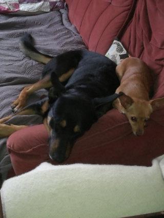 Illustration de l'article : Le passé difficile de cette chienne vient toujours la hanter, même 9 ans après son adoption