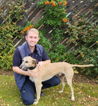 Illustration de l'article : Abandonné en pleine forêt, ce Lurcher blessé a tout fait pour tenter de s’en sortir