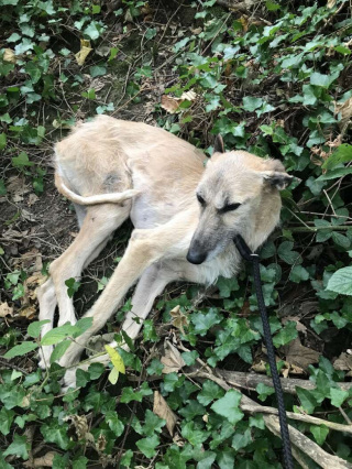 Illustration de l'article : Abandonné en pleine forêt, ce Lurcher blessé a tout fait pour tenter de s’en sortir