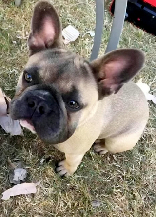 Illustration de l'article : Enlevée, cette femelle Bouledogue Français met au monde 6 chiots au moment où les secours la retrouvent