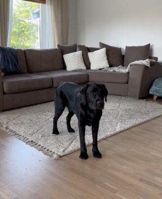 Illustration de l'article : Cette jeune maîtresse décide de ne pas aller travailler pour soutenir son chien malade 