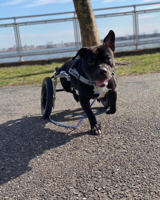 Illustration de l'article : Lucky, un chien aux jambes paralysées, a été coincé sur une voie ferrée pendant plusieurs jours