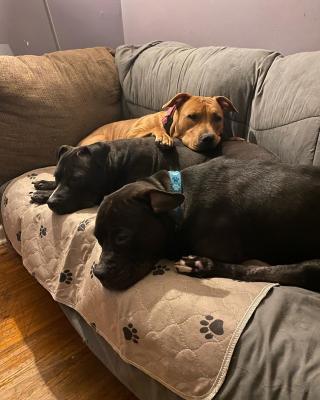 Illustration de l'article : Lucky, un chien aux jambes paralysées, a été coincé sur une voie ferrée pendant plusieurs jours