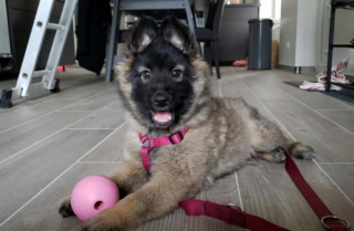 Illustration de l'article : Découvrez le Tervueren, ce magnifique Berger Belge, en 20 images drôles et touchantes