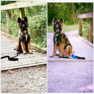 Illustration de l'article : Découvrez le Tervueren, ce magnifique Berger Belge, en 20 images drôles et touchantes